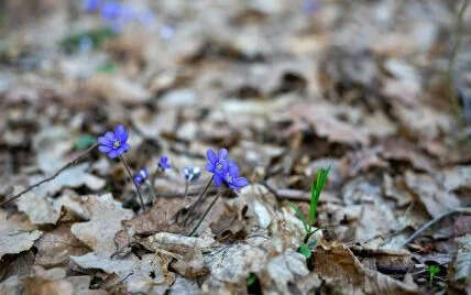 Прикмети 17 березня: що можна і не можна робити сьогодні