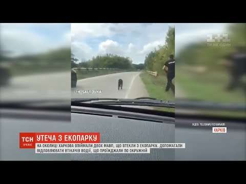 Под Харьковом патрульные и водители гонялись за беглыми обезьянами