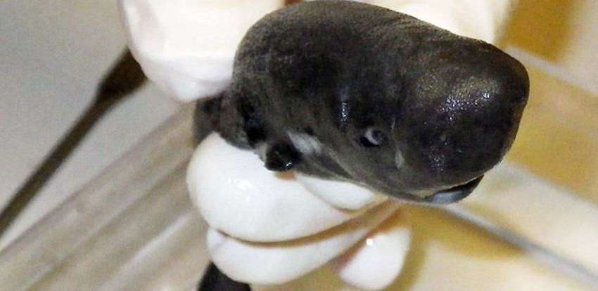 Ученые нашли акулу, которая светится в темноте