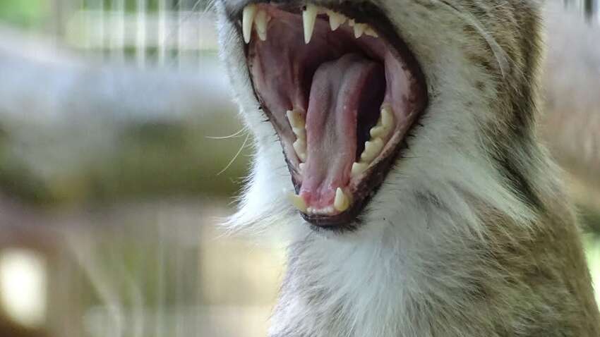 У Данії закликають віддати своїх домашніх тварин на обід хижакам У Данії закликають віддати своїх домашніх тварин на обід хижакам