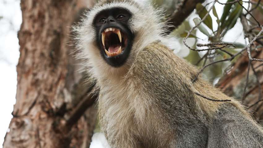 В Индии обезьяны похитили двух новорожденных детей: одного из них нашли мертвым (ФОТО) В Индии обезьяны похитили двух новорожденных детей: одного из них нашли мертвым (ФОТО)