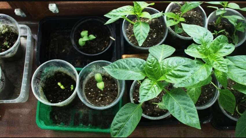 Секреты полива помидоров: назван неожиданный способ стимулирования роста и увеличения урожая Секреты полива помидоров: назван неожиданный способ стимулирования роста и увеличения урожая