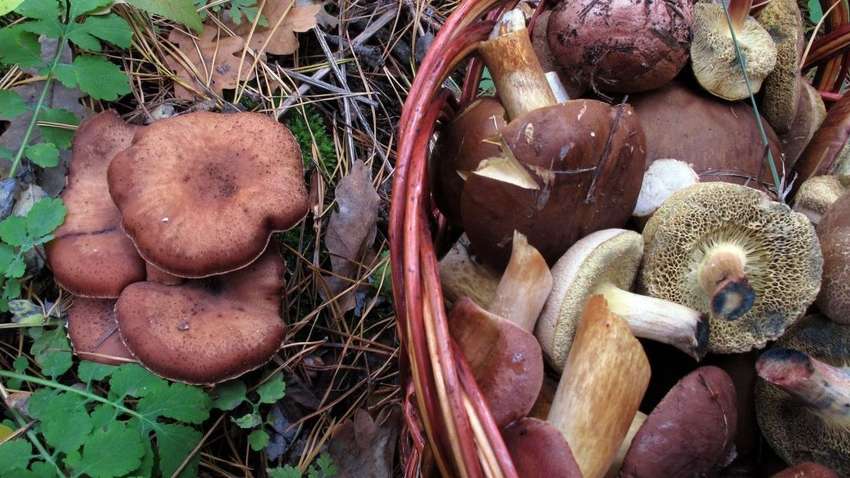 На Тернопільщині через отруєння грибами померла мала дитина: інші діти у важкому стані