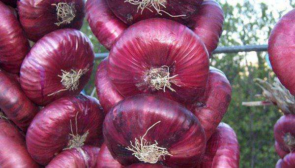 Синя цибул - омолоджує і допомагає боротися з раком