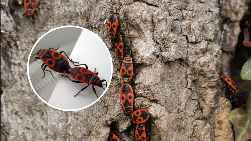 Не вбивайте цих червоних комах: вони приносять користь Не вбивайте цих червоних комах: вони приносять користь