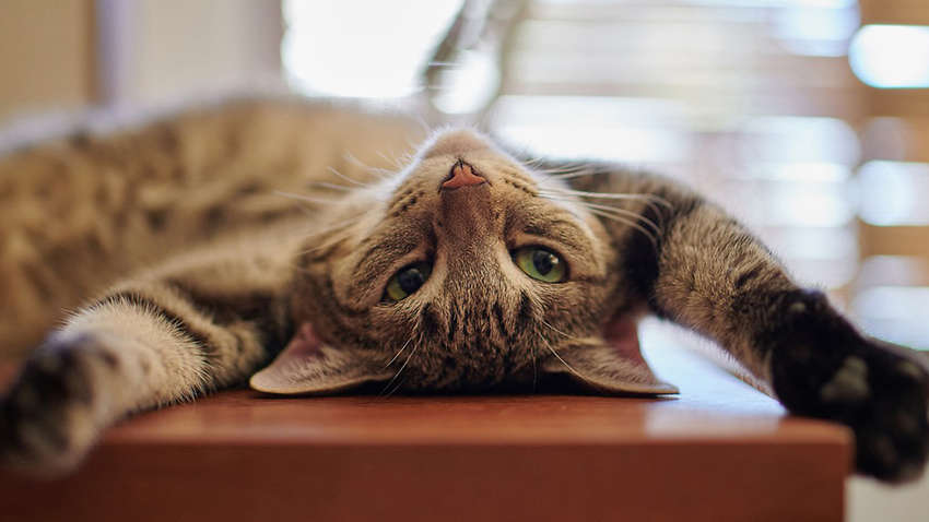 В Украине впереди 4 выходных подряд: когда придется отрабатывать украинцам