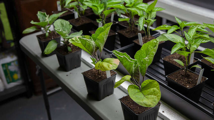 Розсада не прижилася після пересадки: як допомогти та зміцнити коріння Розсада не прижилася після пересадки: як допомогти та зміцнити коріння