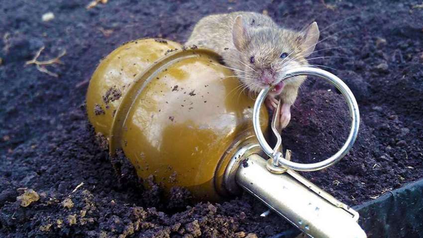 Військовий розповів про дієвий метод, як позбутись мишей в окопах