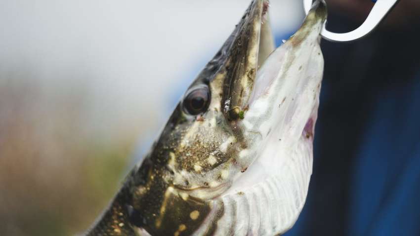 У Рівненській області чоловік упіймав гігантську щуку (ФОТО)