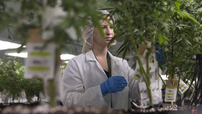 Канабіс може допомогти у лікуванні екземи та псоріазу, зазначають лікарі  