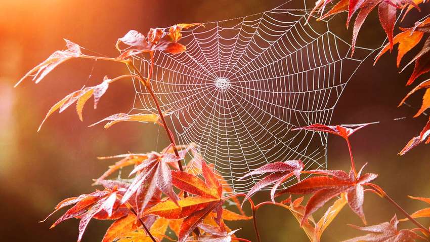 Когда в Украину придет бабье лето: прогноз синоптиков на осень