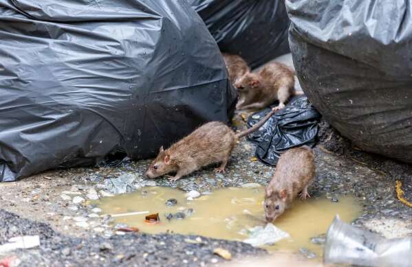 Тонны мусора, вонь и крысы размером с кошек: во что превратился европейский город Тонны мусора, вонь и крысы размером с кошек: во что превратился европейский город