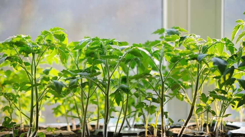 Як врятувати витягнуті томати: несподіваний лайфгак, який вразить дачників