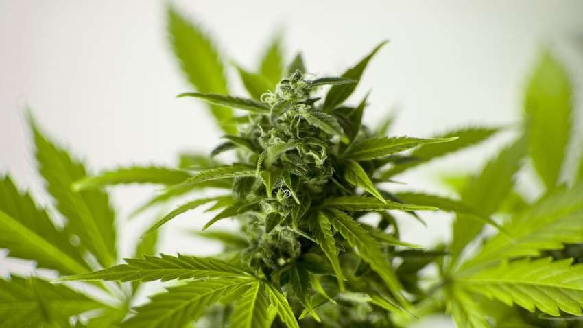 Испанцы пытались протащить почти 2 тонны конопли через французскую границу 