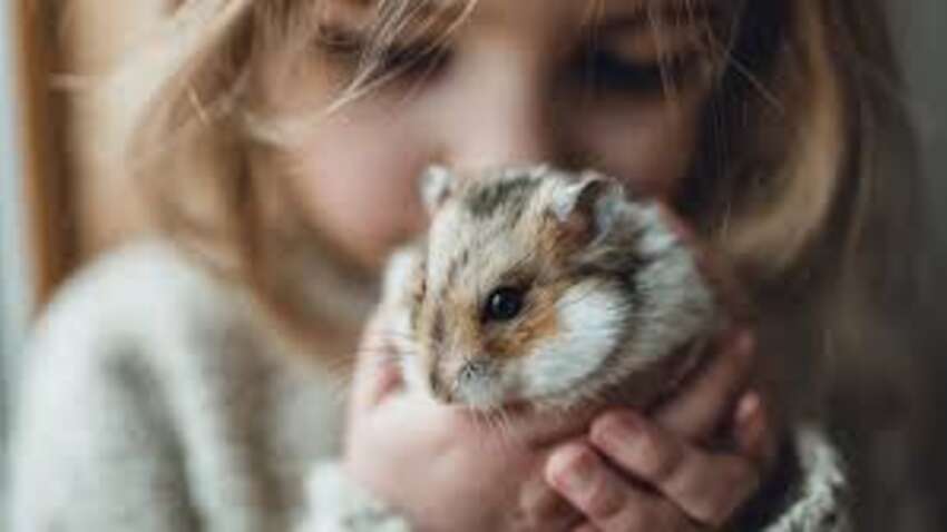 Твой идеальный любимец уже определен звездами: какие животные лучше всего подходят каждому знаку Зодиака и почему это меняет жизнь