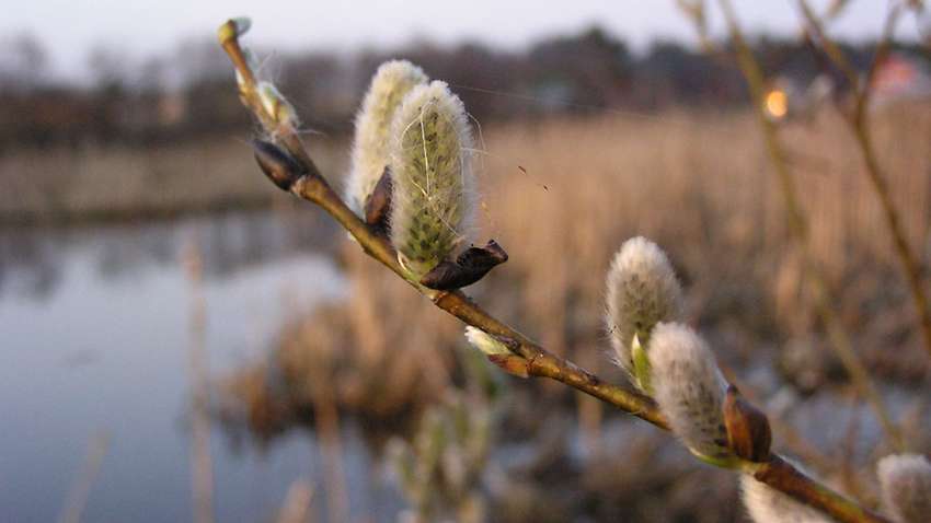 Синоптики розповіли, коли чекати на справжню весну 