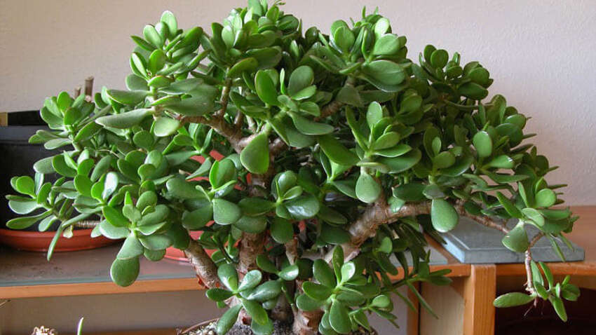 Деньги сами будут тянуться домой: названы три вещи, которые по народным верованиям притягивают богатство