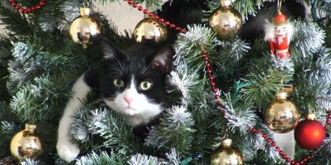 Что значит, если упала новогодняя елка: приметы и значения Что значит, если упала новогодняя елка: приметы и значения