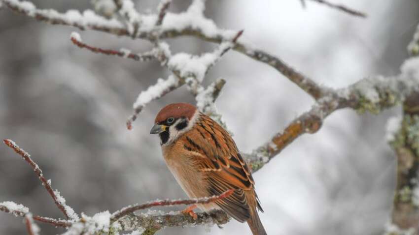 Церковне свято 16 лютого: головні заборони початку Масляної