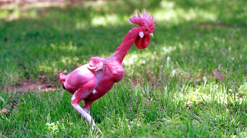 В Ізраїлі вивели породу лисих курей