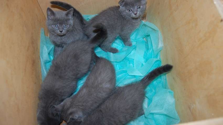 Пухнасті нелегали: українця затримали на кордоні з Польщею з незвичайним живим вантажем (ФОТО, ВІДЕО) Пухнасті нелегали: українця затримали на кордоні з Польщею з незвичайним живим вантажем (ФОТО, ВІДЕО)