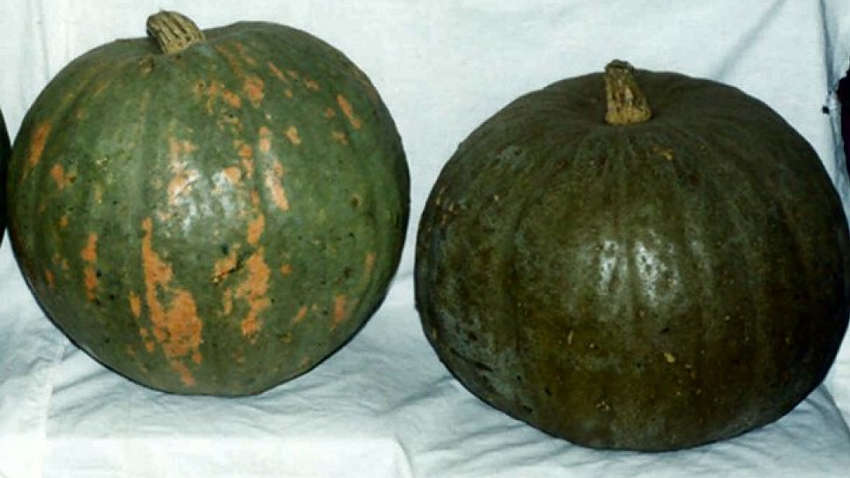 Украинские ученые-биологи вывели новое растение под названием кавбуз - они называют его "чудо-ягодой"