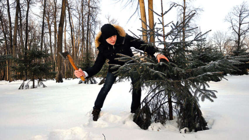 До 7 лет тюрьмы - за елку: сколько придется заплатить за праздничную "романтику" с топором До 7 лет тюрьмы - за елку: сколько придется заплатить за праздничную "романтику" с топором