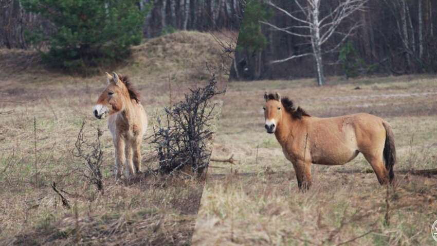 Жеребец бодрствует и не отходит: в Чернобыльской зоне показали семью уникальных лошадей Жеребец бодрствует и не отходит: в Чернобыльской зоне показали семью уникальных лошадей