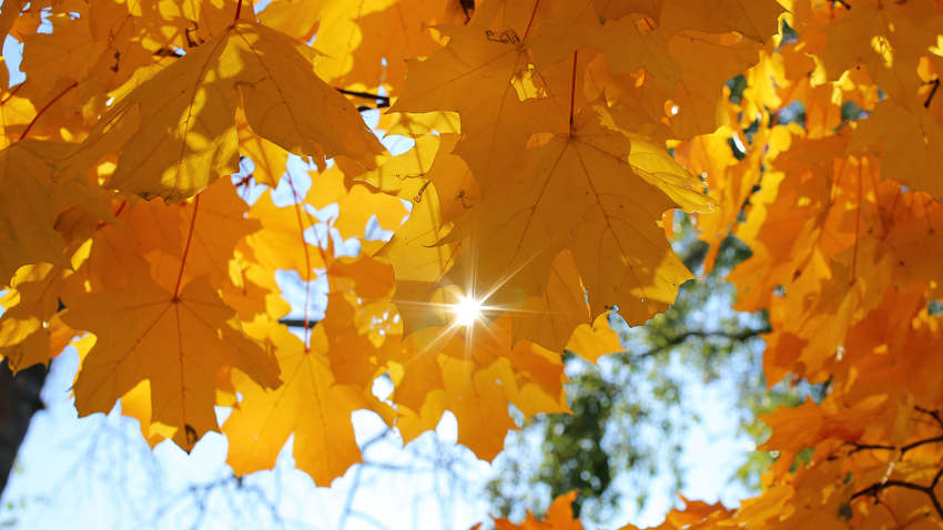 Последние дни бабьего лета: когда в Украине похоладает Последние дни бабьего лета: когда в Украине похоладает