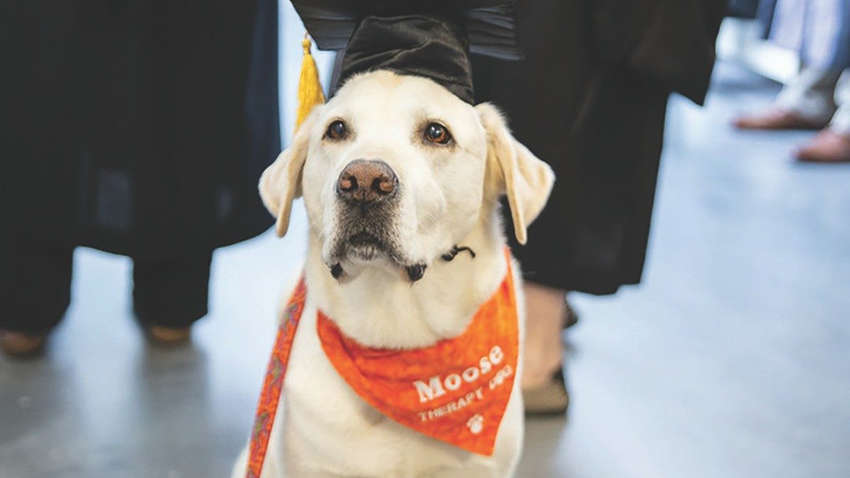 Американський пес-терапевт отримав ступінь доктора наук