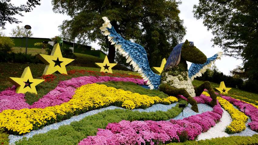 Фестиваль хризантем на Співочому полі триватиме до 3 листопада