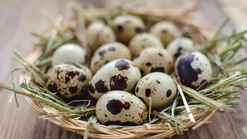 Какими лечебными свойствами обладают перепелиные яйца Какими лечебными свойствами обладают перепелиные яйца