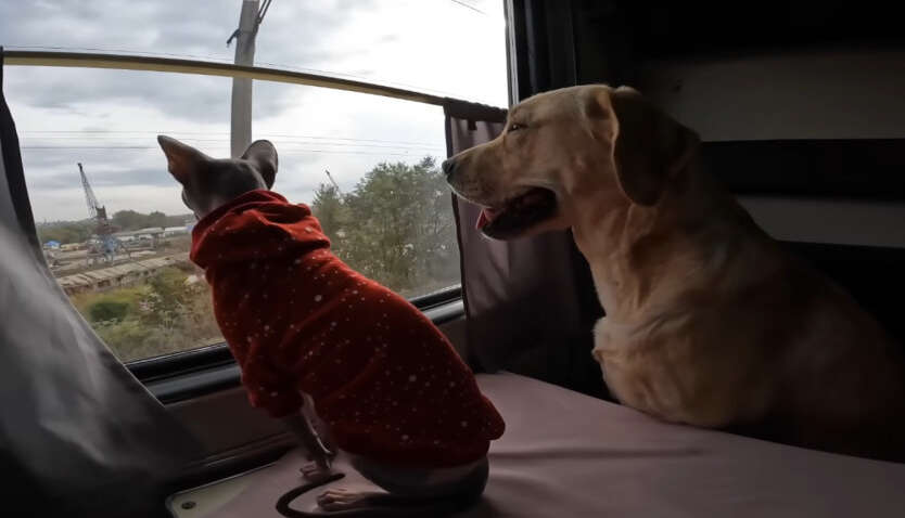 Железная дорога перевезла рекордное количество домашних животных в этом году