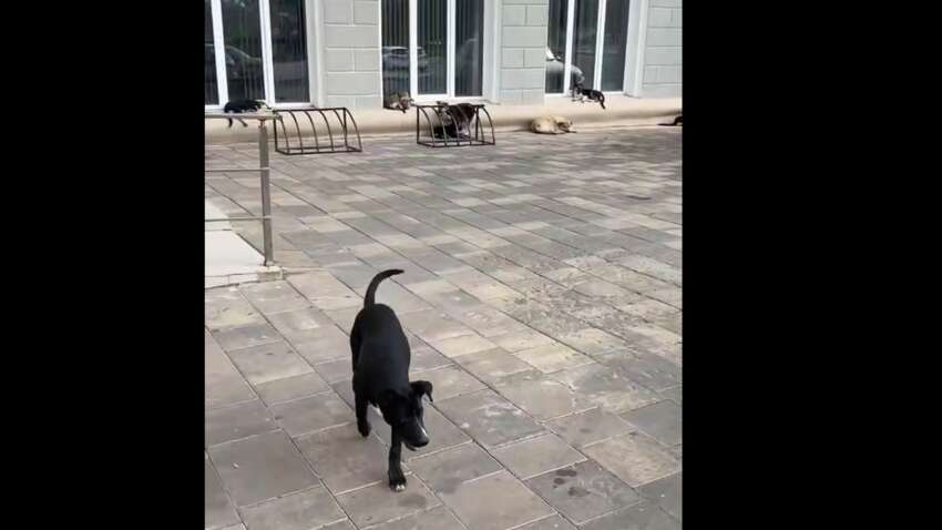 В окупованому Маріуполі катастрофа з собаками: влада ігнорує проблему