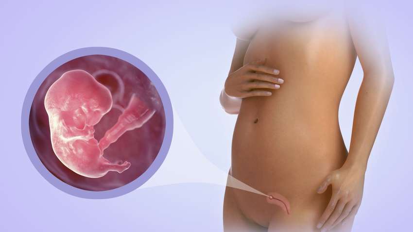 Перші ознаки вагітності: ваші відчуття і розмір плоду