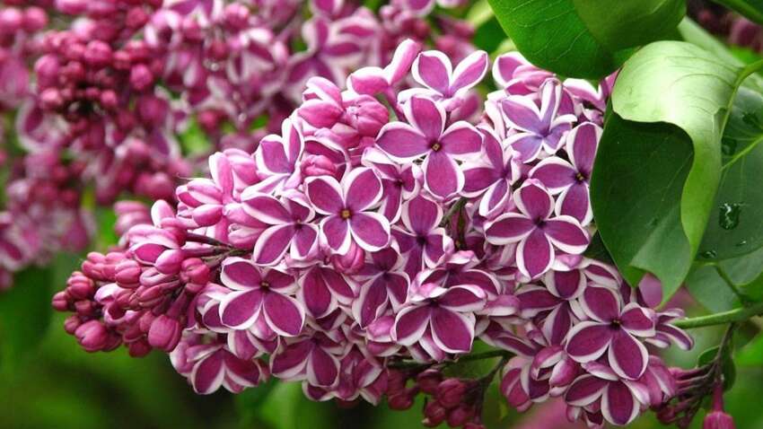 Щоб бузок стояв довго: простий розчин для збереження свіжості квітів Щоб бузок стояв довго: простий розчин для збереження свіжості квітів