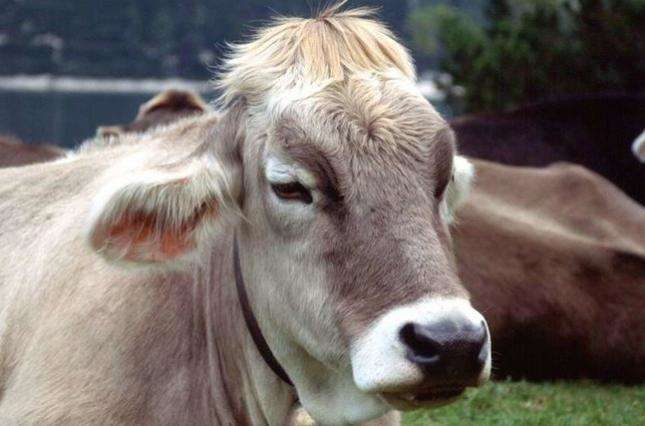В Японії померла перша клонована корова