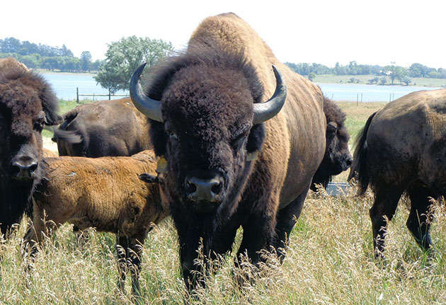 В США в страшном ДТП погибли десятки бизонов: причины