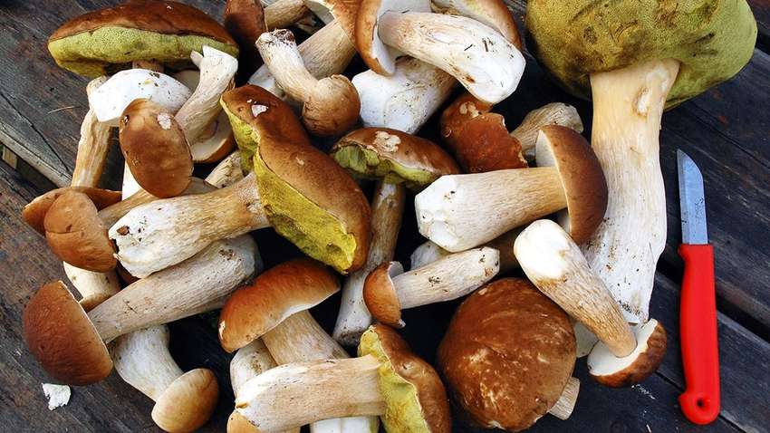 Медики розповіли, як гриби впливають на артеріальний тиск