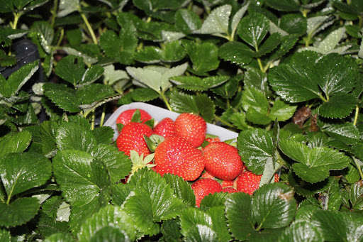 В Австралии искусственный интеллект поможет собирать урожай