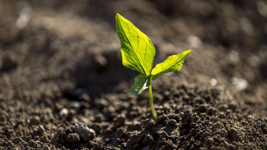 Стало известно, сколько участков продали в Украине за неделю работы рынка земли