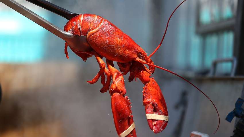 Ученые накурили лобстеров марихуаной и сварили их: для чего