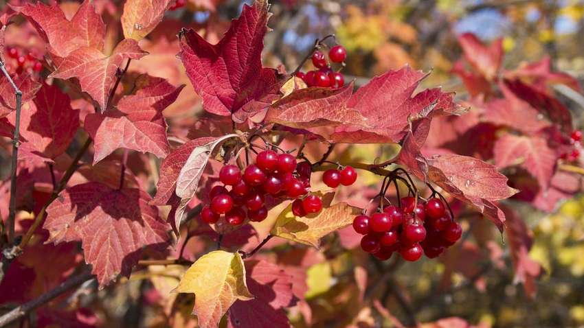 Калина – лучшее средство от кашля
