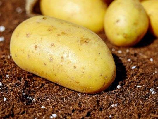 Как сделать свечу длительного горения из картошки (ВИДЕО)