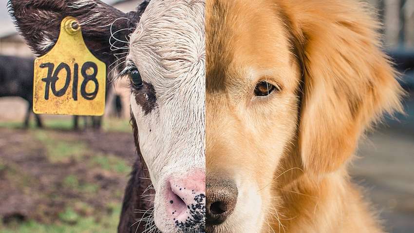 Всемирный день прекращения спешизма. Что такое спешисизм