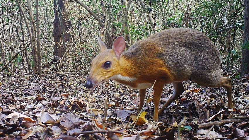 У джунглях В'єтнаму виявили самих крихітних «оленів»