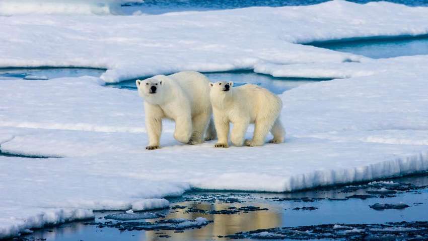 Жара оставила Аляску без ледников