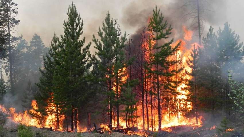 Украинские партизаны сожгли российское оружие, блиндажи и два десятка оккупантов