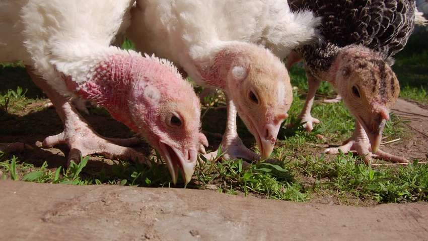 В Польше зафиксировали вспышку птичьего гриппа