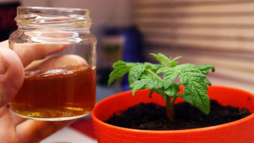 Чем полить рассаду, чтобы она росла вдвое быстрее: простой секрет, который знают не все огородники Чем полить рассаду, чтобы она росла вдвое быстрее: простой секрет, который знают не все огородники